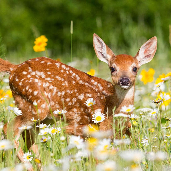Astounding Annuals - Revive Outdoors