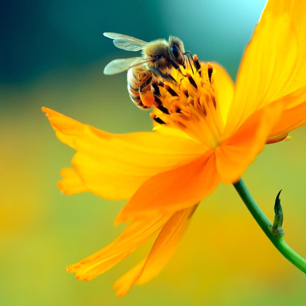 Pollinator Booster w/Milkweed - Revive Outdoors