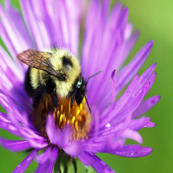 Pollinator Booster w/Milkweed - Revive Outdoors