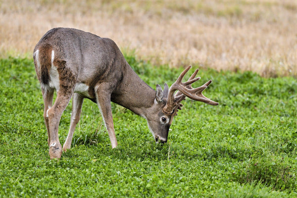 Game Over Clover - Revive Outdoors