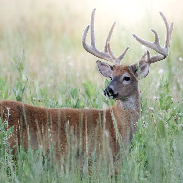 Browse Plot - Revive Outdoors