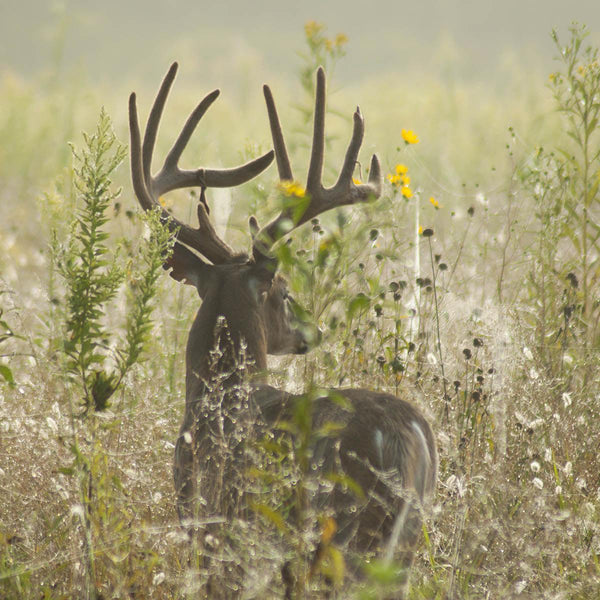 Browse Plot - Revive Outdoors