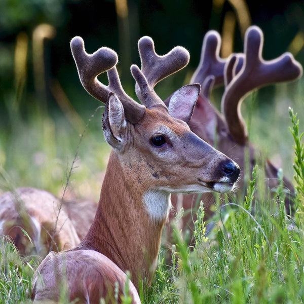 Browse Plot - Revive Outdoors