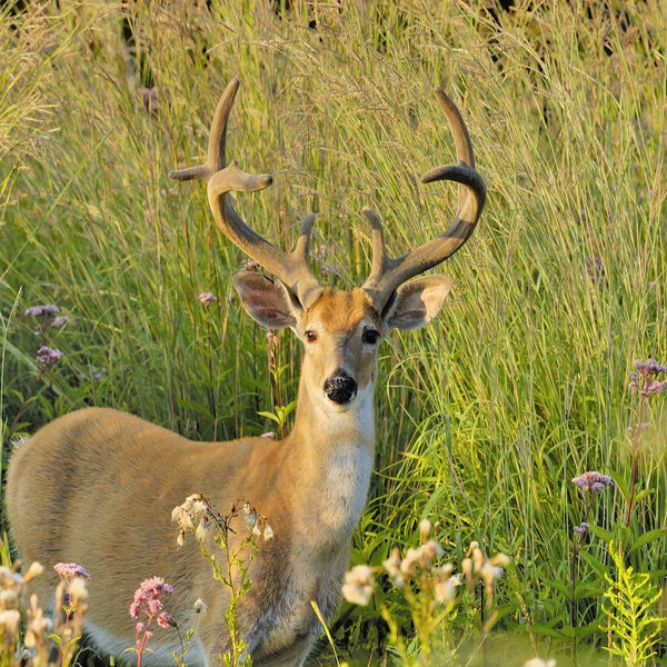 Edge Feather - Revive Outdoors