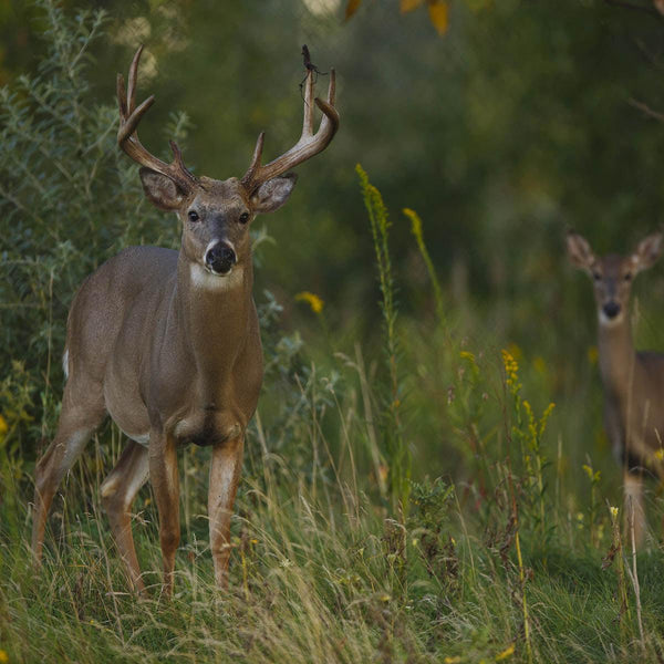 Edge Feather - Revive Outdoors