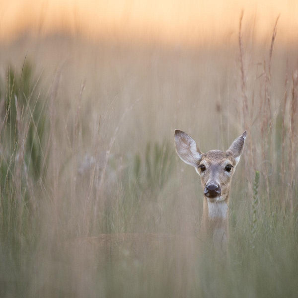 Trail Screening & Cover - Revive Outdoors