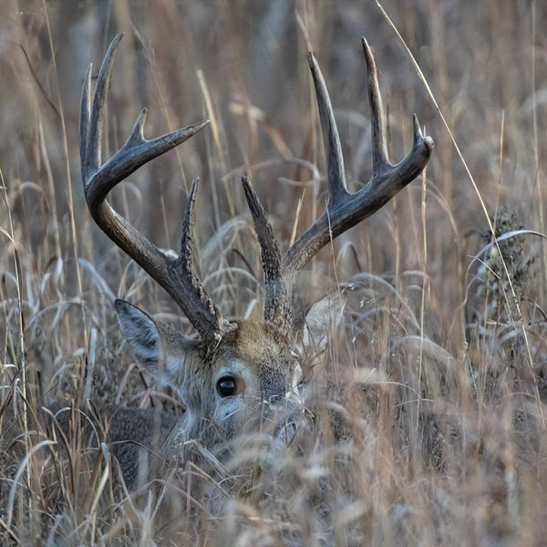 Trail Screening & Cover - Revive Outdoors