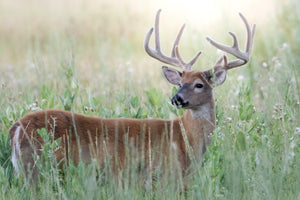 Secrets on How to Get Mature Bucks Moving During Daylight Hours: Native Plants vs. Non-Native