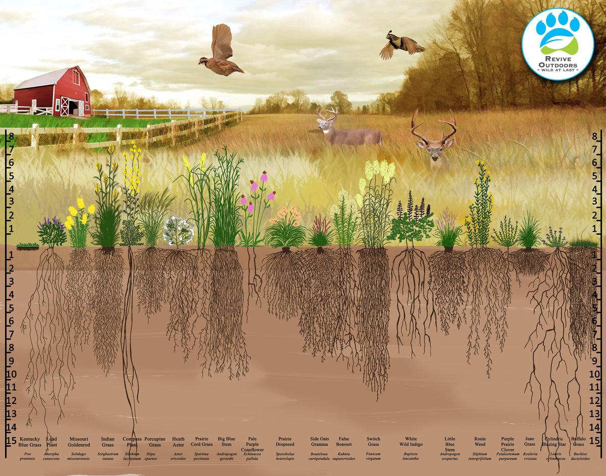 Deep Roots: 4 Benefits of Native Plant Root Systems – Revive Outdoors