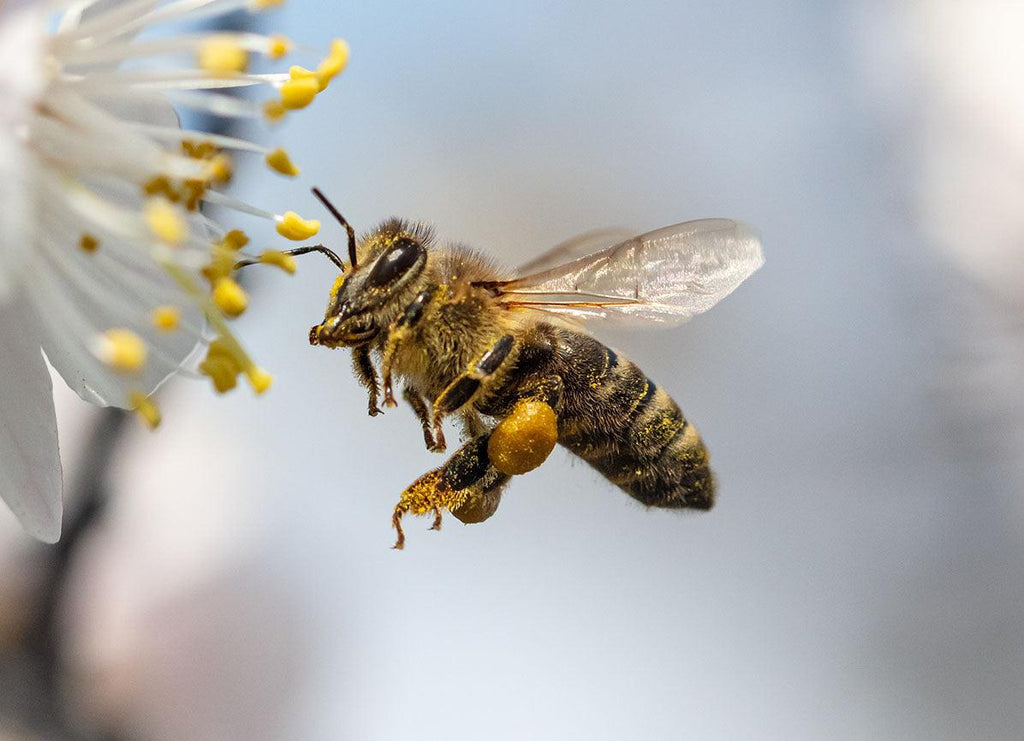 Surprise, Native Bees Are Better Pollinators Than Honey Bees!