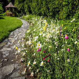 Residential Seed Mixes - Revive Outdoors