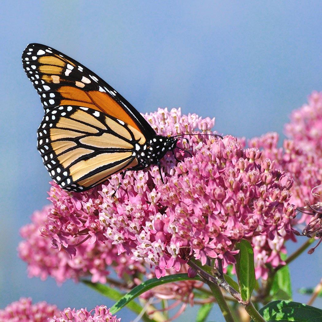 monarch butterfly plant seeds Monarch Butterfly Seed Mix – Revive Outdoors