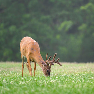 Game Over Clover - Revive Outdoors