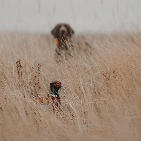 Quail & Pheasant Oasis - Revive Outdoors