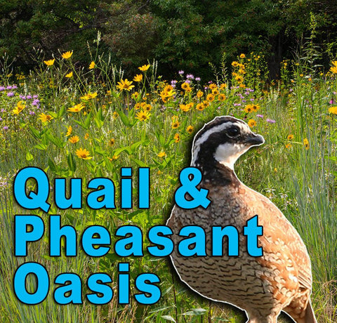 Quail & Pheasant Oasis - Revive Outdoors