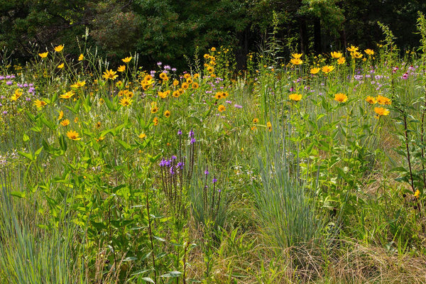 Quail & Pheasant Oasis - Revive Outdoors