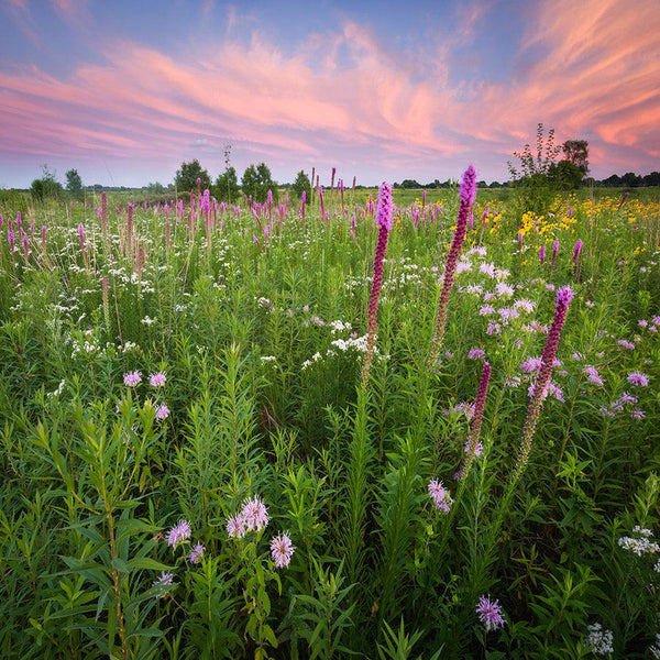 Quail & Pheasant Oasis - Revive Outdoors