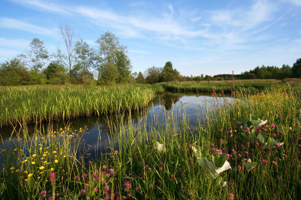 Quail & Pheasant Oasis - Revive Outdoors