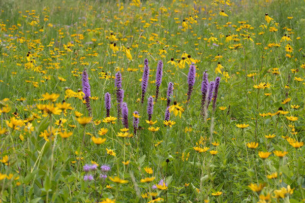 Quail & Pheasant Oasis - Revive Outdoors