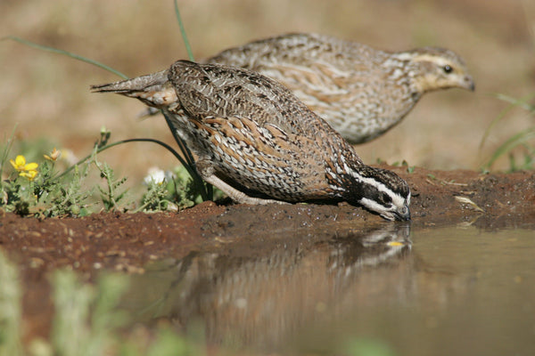 Quail & Pheasant Oasis - Revive Outdoors