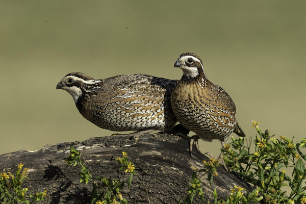 Quail & Pheasant Oasis - Revive Outdoors