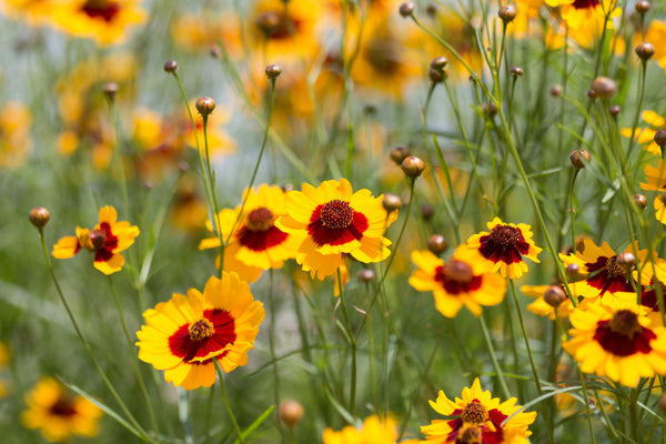 Astounding Annuals - Revive Outdoors