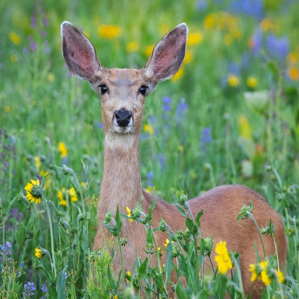 YUCK! Deer Resistant Wildflowers - Revive Outdoors