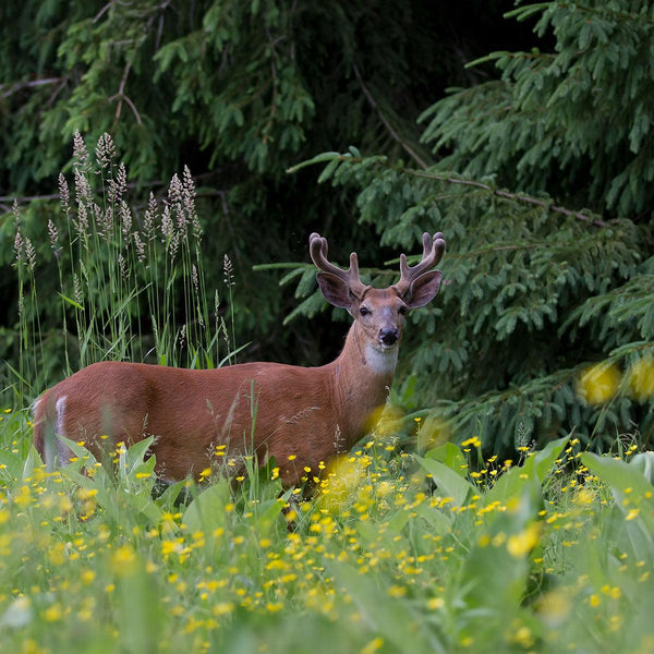 YUCK! Deer Resistant Wildflowers - Revive Outdoors