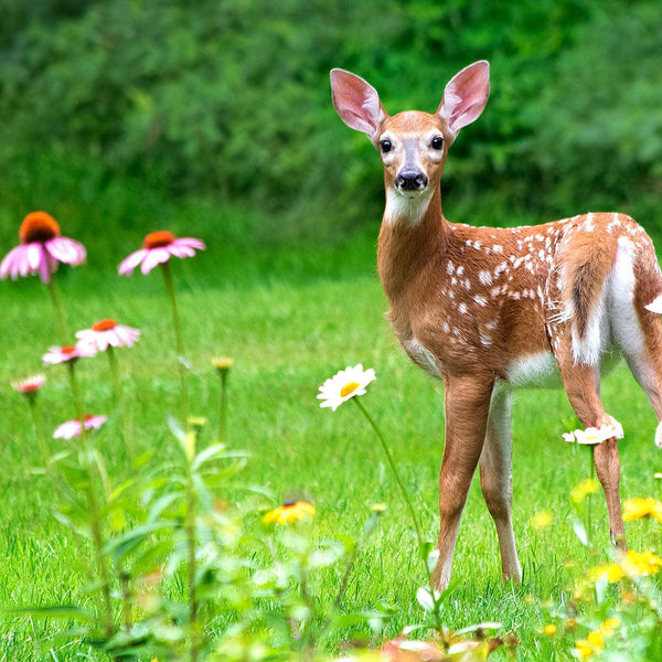 YUCK! Deer Resistant Wildflowers - Revive Outdoors