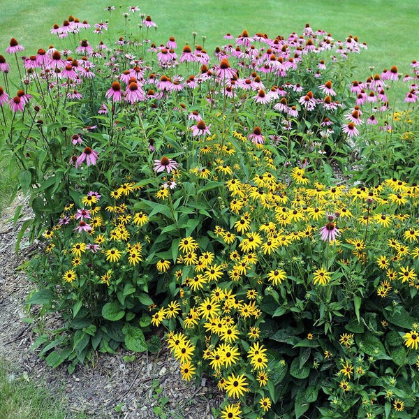 YUCK! Deer Resistant Wildflowers - Revive Outdoors