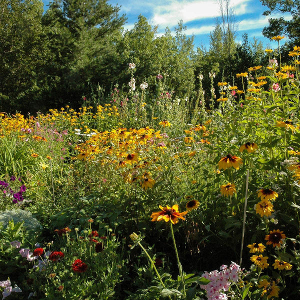 YUCK! Deer Resistant Wildflowers - Revive Outdoors