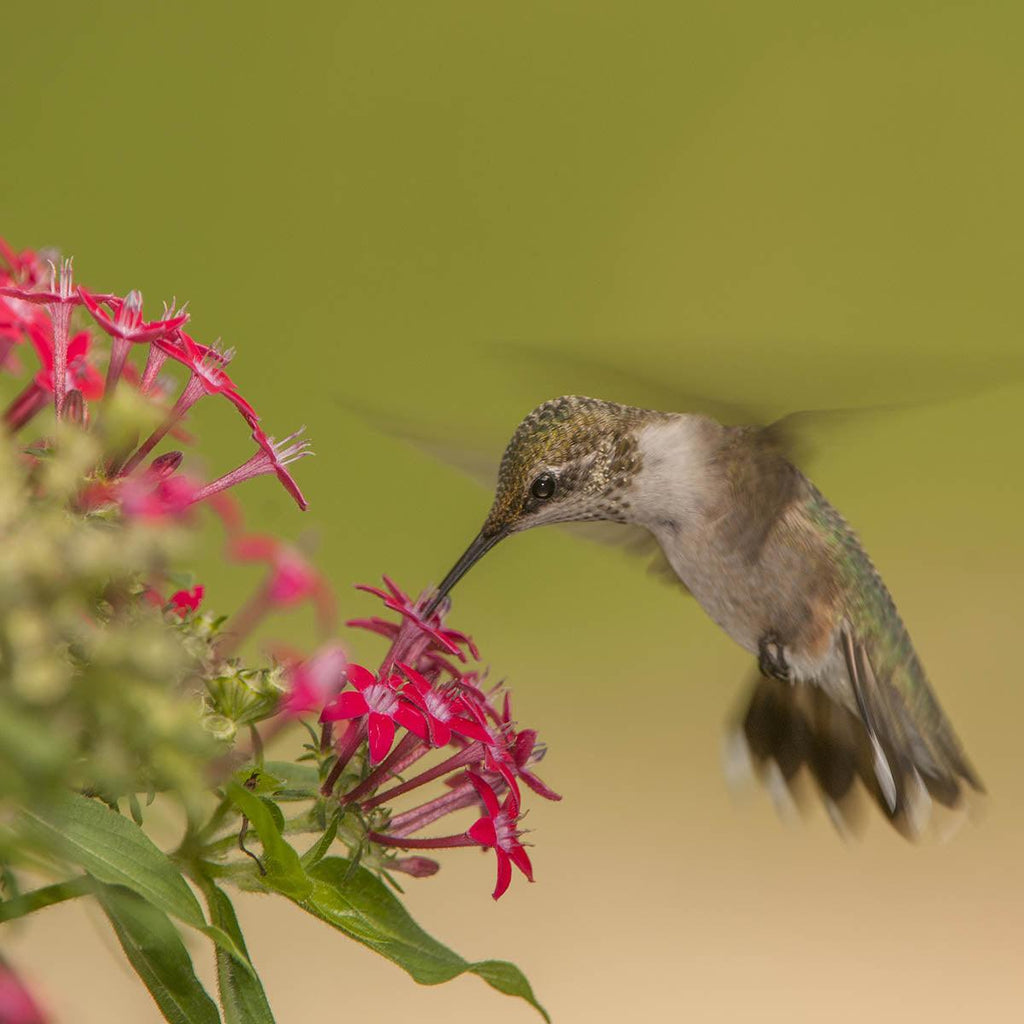 hummingbird haven flower mix seeds Hummingbird Flower Seed Mix – Revive Outdoors