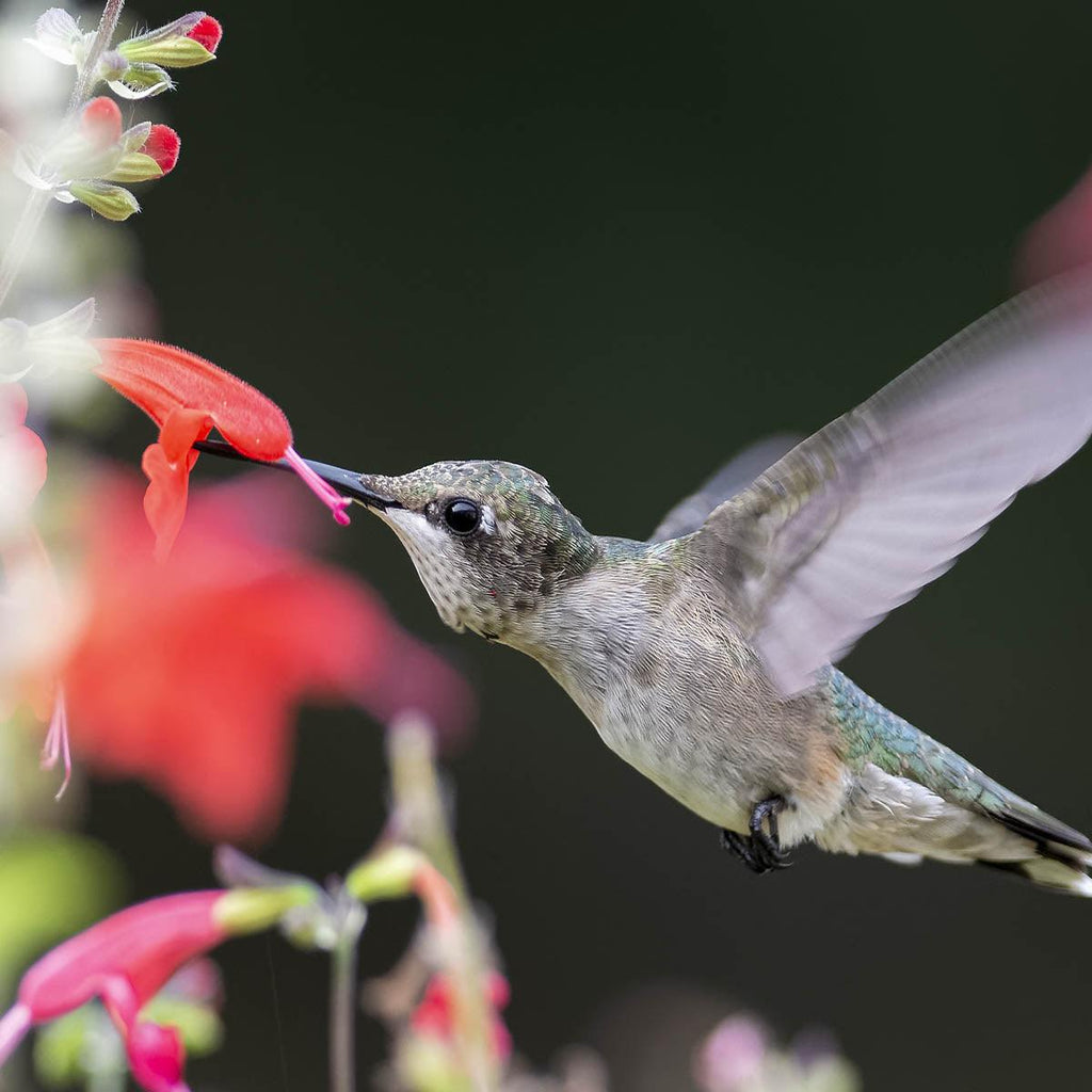 hummingbird haven flower mix seeds Hummingbird Flower Seed Mix – Revive Outdoors