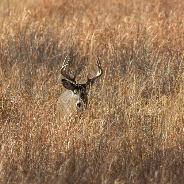 Premium Buck Bedding - Revive Outdoors