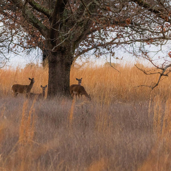 Premium Buck Bedding - Revive Outdoors