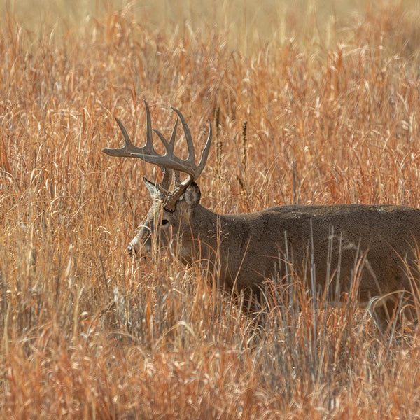 Premium Buck Bedding - Revive Outdoors