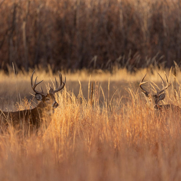 Premium Buck Bedding - Revive Outdoors